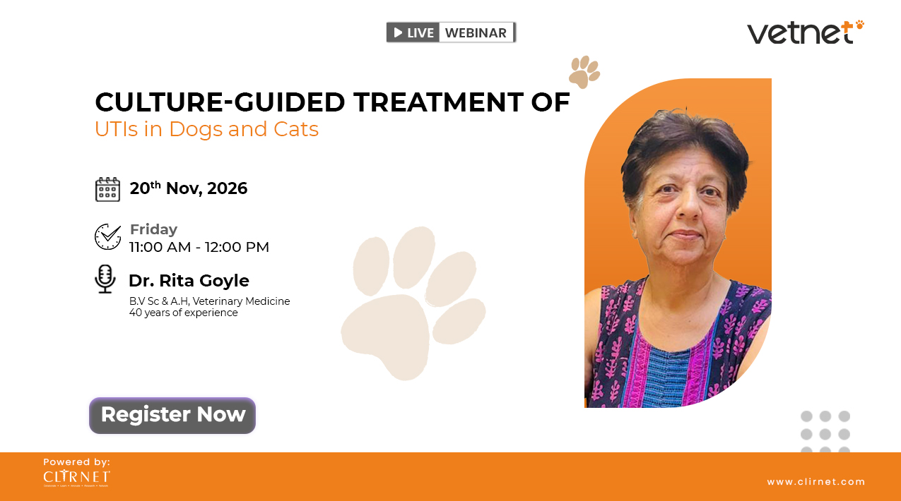 Culture-Guided Treatment of UTIs in Dogs and Cats